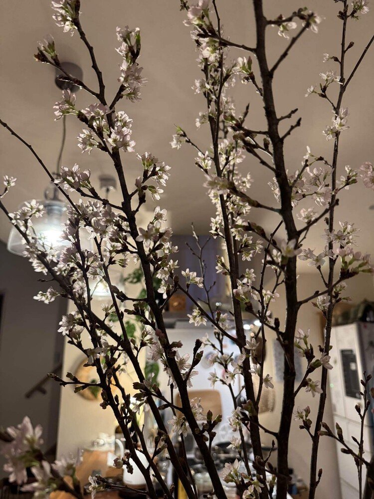 桜はまだなのでお部屋でお花見