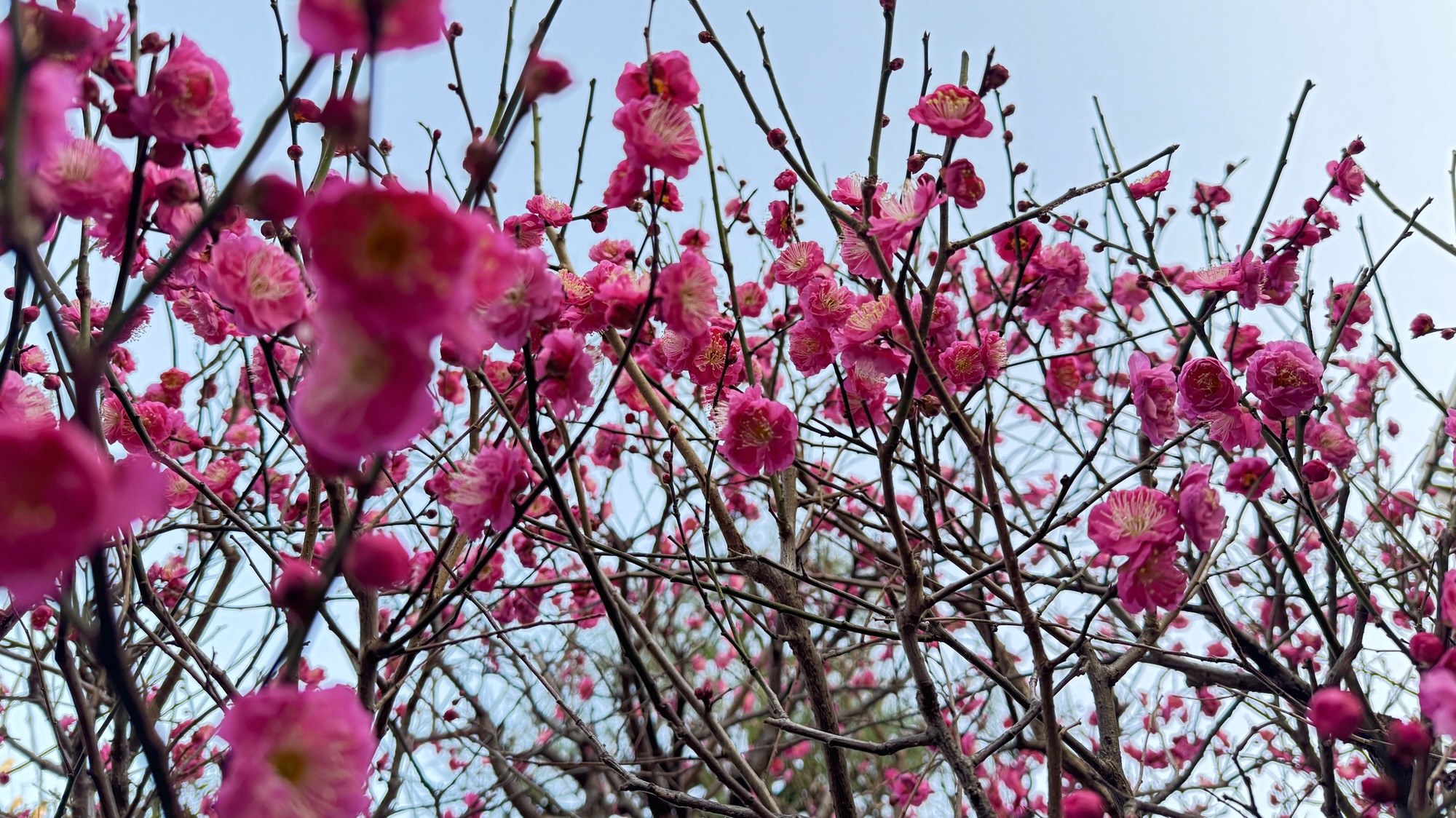 2026-1-18 梅の花が咲いたら