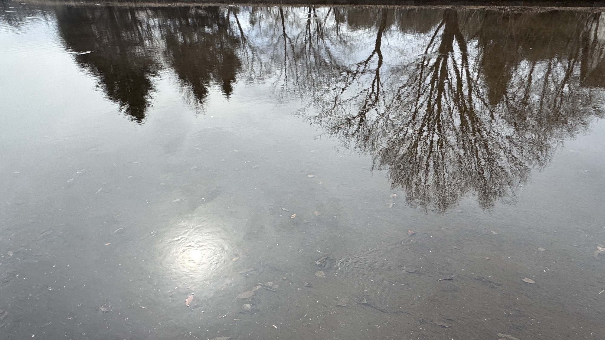 2026-2-24　かふん