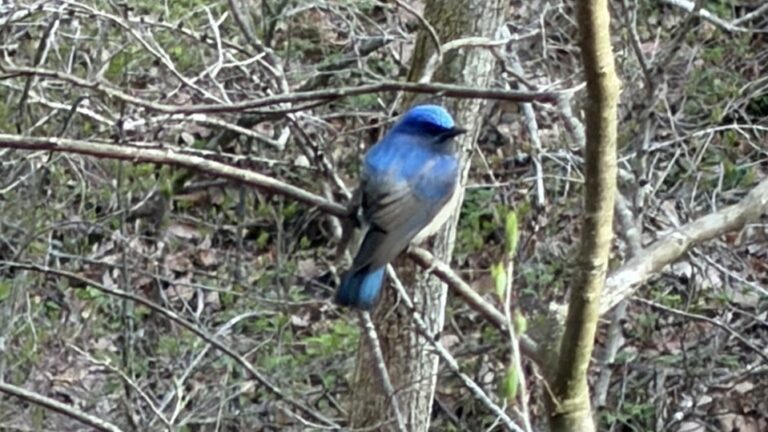 オオルリ Blue-and-white Flycatcher